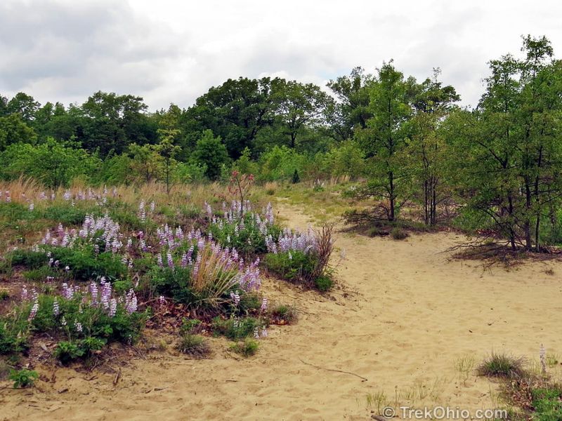 Oak Openings Preserve Metropark (Swanton) Oak Openings Preserve Metropark (Swanton)