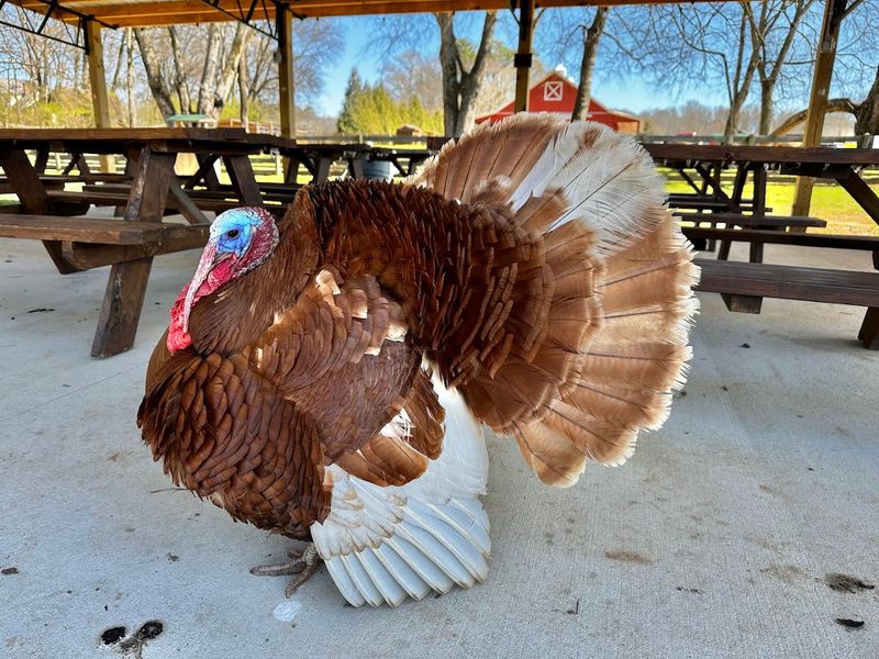 Ocoee Riverside Farm — Benton