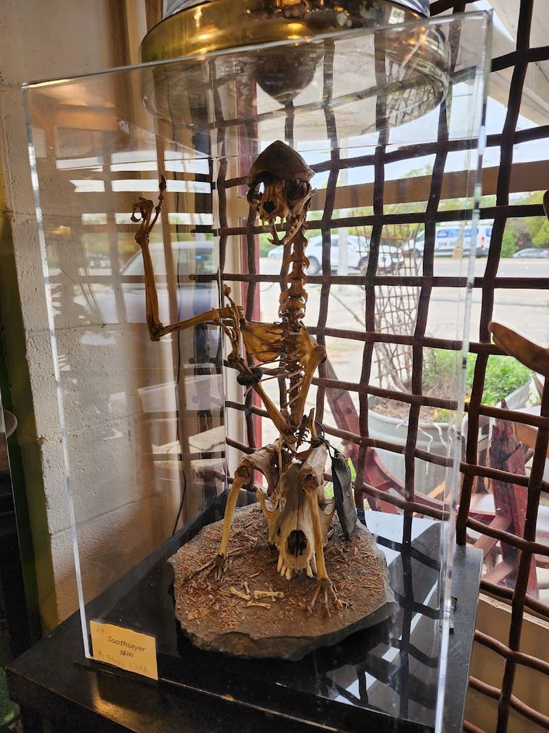 Oddities and Unusual Collectibles
