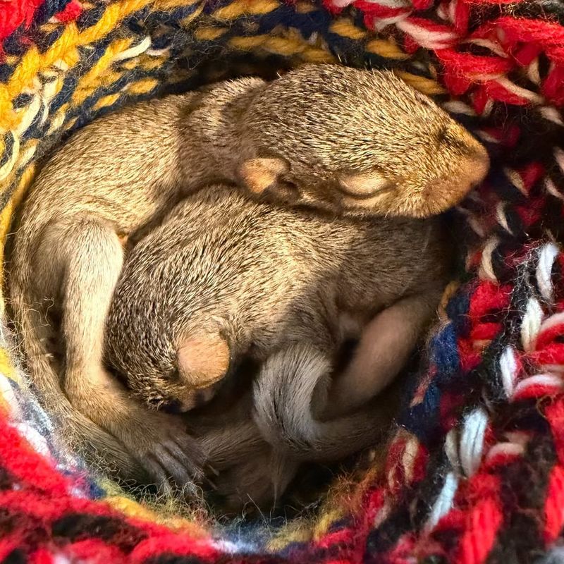 Ohio Wildlife Center (Powell)