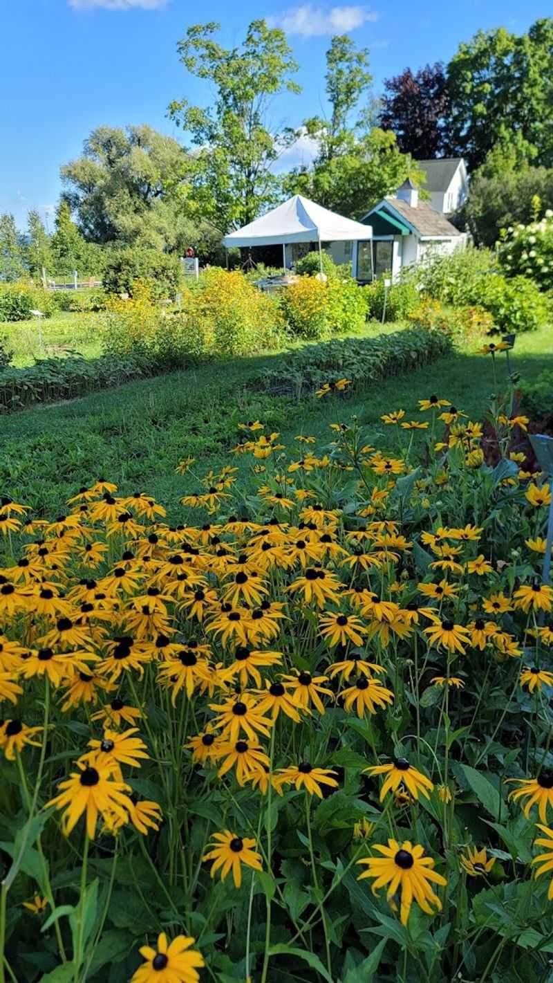 Omena Cut Flowers — Suttons Bay Omena Cut Flowers — Suttons Bay