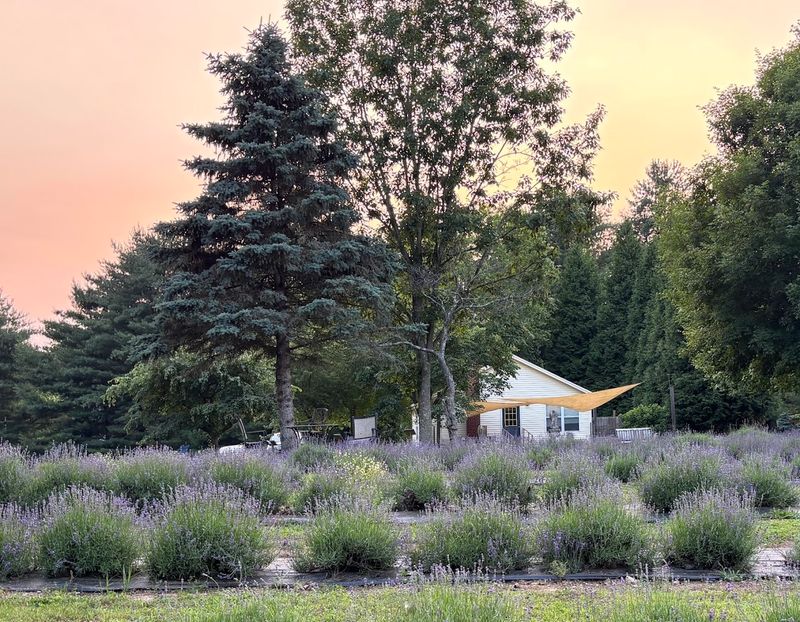 Onederings Lavender Farm, Clarksville, Ohio Onederings Lavender Farm, Clarksville, Ohio