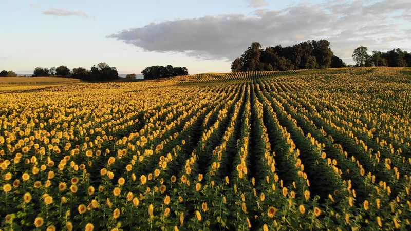 Over 200 acres of sunflowers create a rare sight Over 200 acres of sunflowers create a rare sight