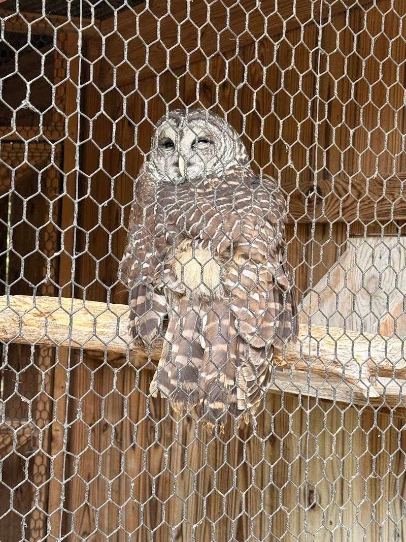 Owl's Hill Nature Sanctuary — Brentwood