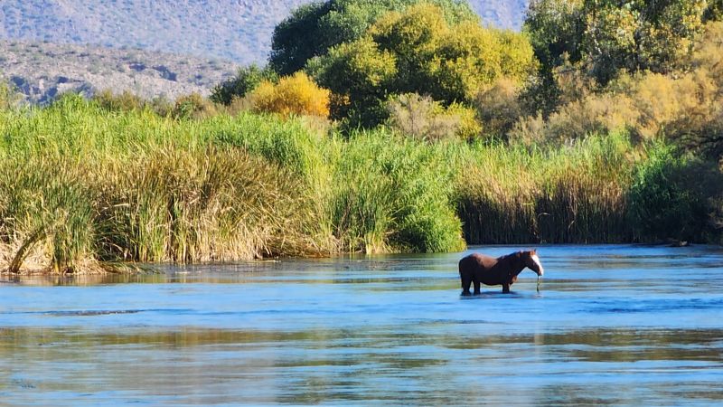 Why This Salt River Stop Stays With You Why This Salt River Stop Stays With You