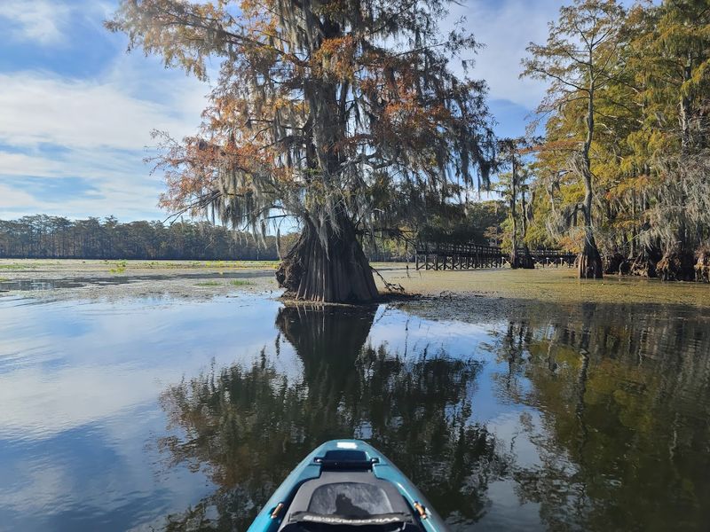 Paddling through cypress and tupelo feels almost magical