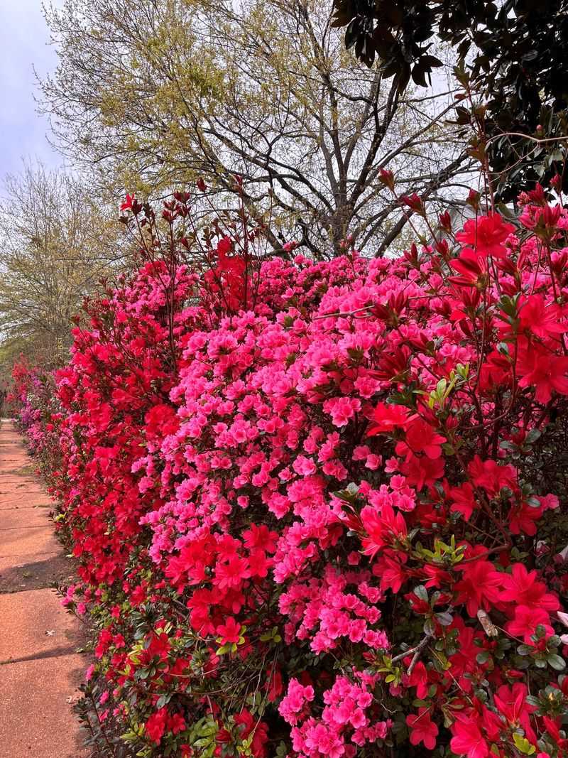 Palestine Dogwood Blooms