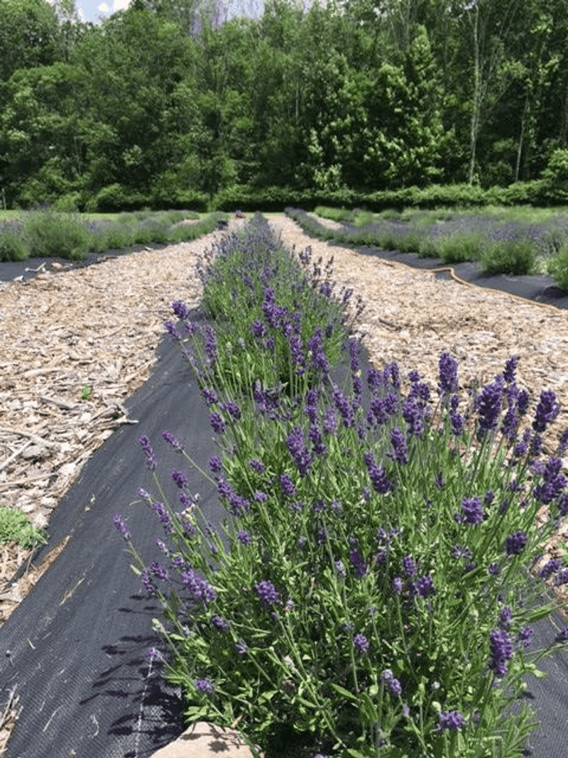 Paradise Lavender Farm