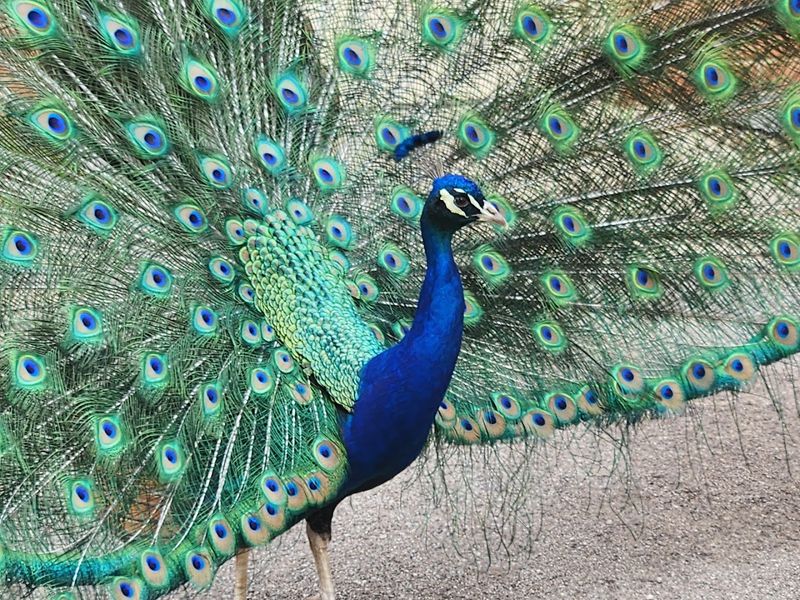 Peacocks, Birds, and Family Friendly Charm