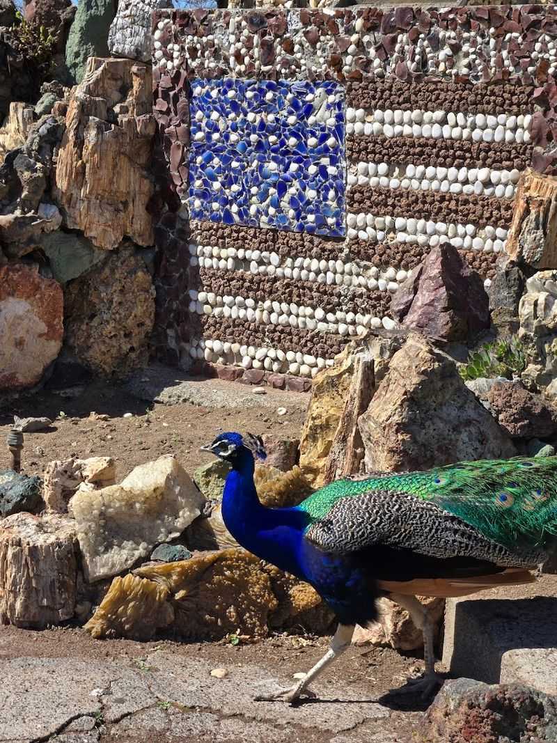 Peacocks, Chickens, and Unexpected Life