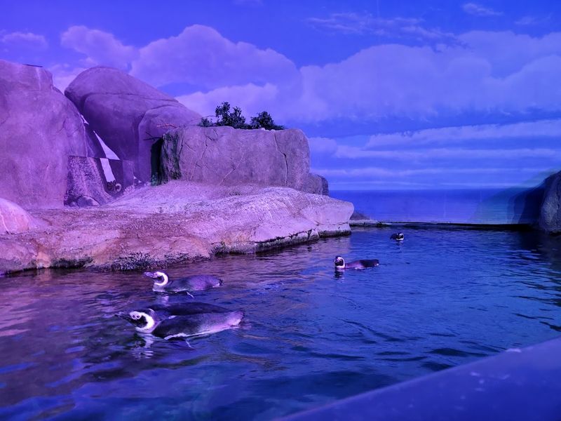 Penguin and Parakeet Encounters at the Zoo