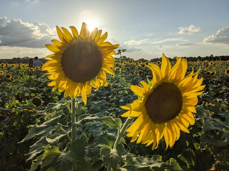 Photo Tips for Capturing the Perfect Sunflower Moment