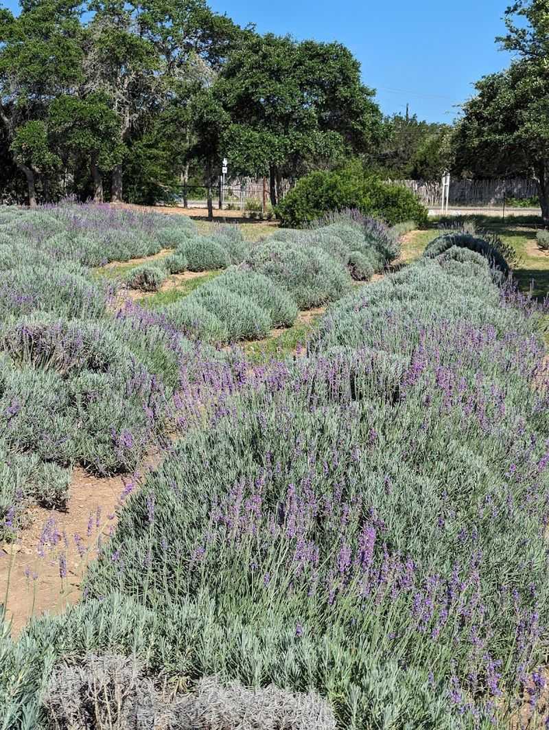 Photography Opportunities in Peak Lavender Bloom