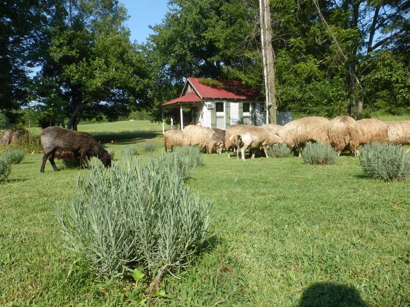 Plan Your Visit to Mulberry Lavender Farm and B&B This Season Plan Your Visit to Mulberry Lavender Farm and B&B This Season