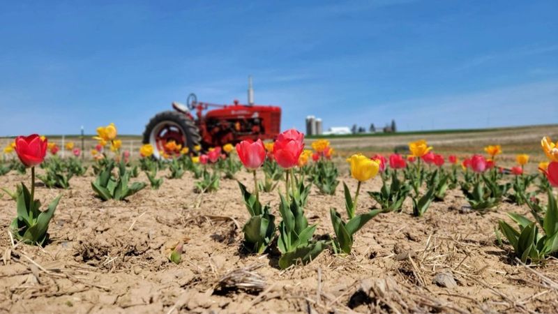 Planning a Visit to Burket Farm