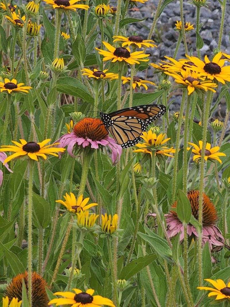 Pollinators, Wildflowers, and Farm Charm Add Texture