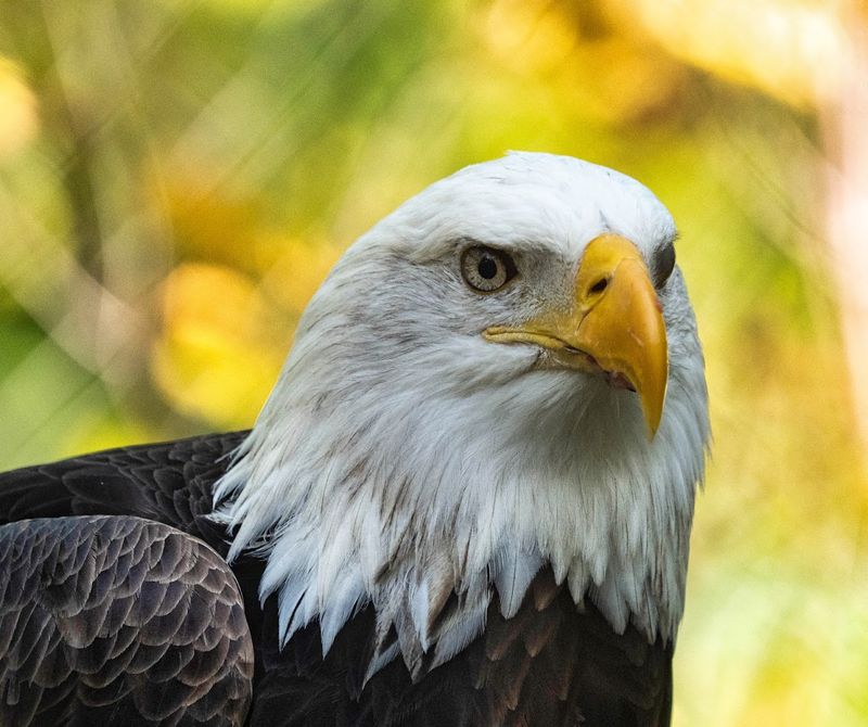 Predators and birds of prey are a highlight on foot