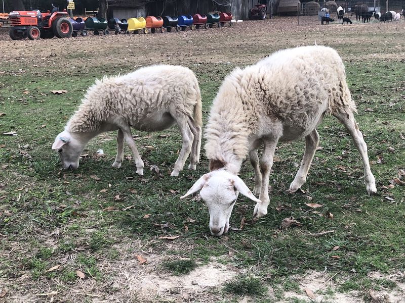 Priddy Farms — Arlington Priddy Farms — Arlington
