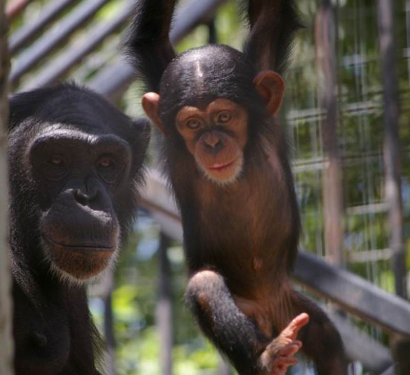 Primarily Primates (San Antonio)