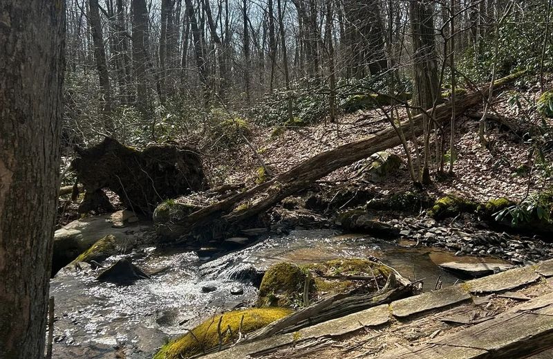 Primitive Sites Near Mount Davis, Forbes State Forest