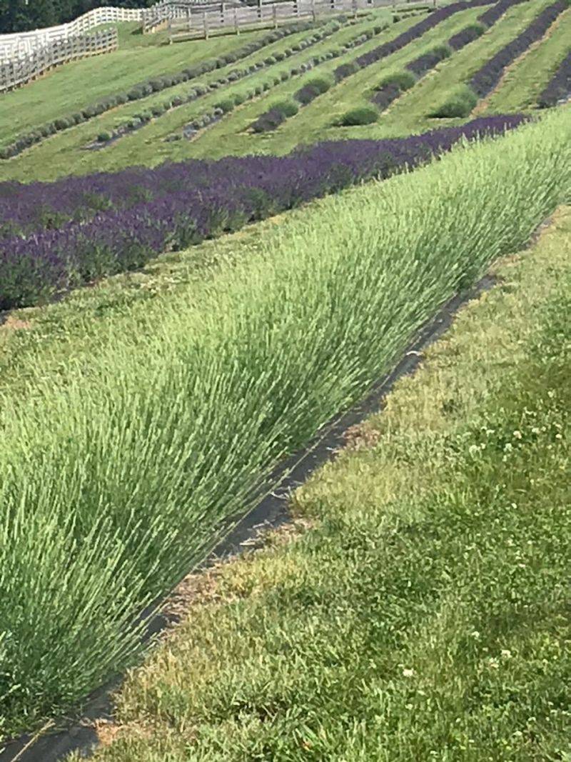 Purple Pastures Lavender Farm