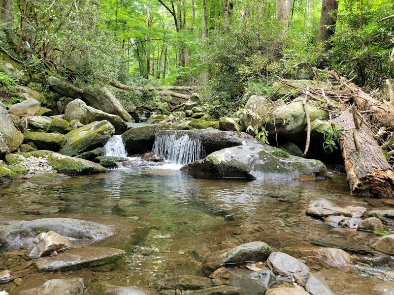 Rainbow Falls Trail — Great Smoky Mountains National Park Rainbow Falls Trail — Great Smoky Mountains National Park