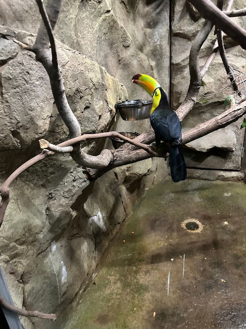 Rainforest animals make it feel like more than an aquarium