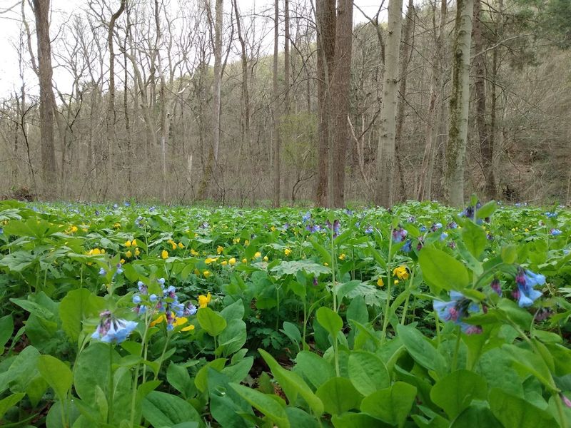 Rare wildflowers and spring ephemerals steal the show