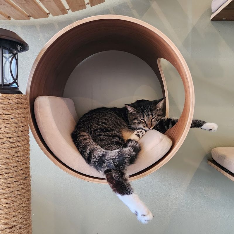 Ray the Blind Cat: The Legend Who Stole Every Heart