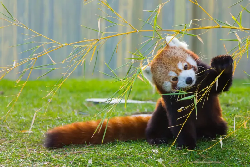 Red Pandas and Other Crowd Favorites