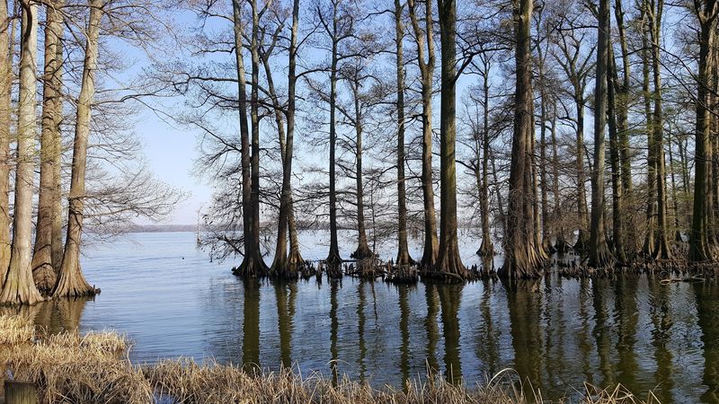Reelfoot Lake — Tiptonville