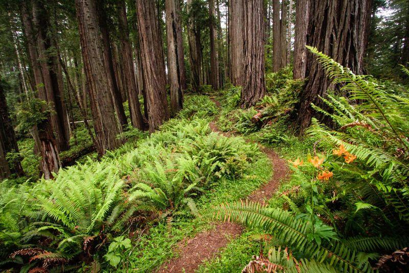 Rhododendron Trail