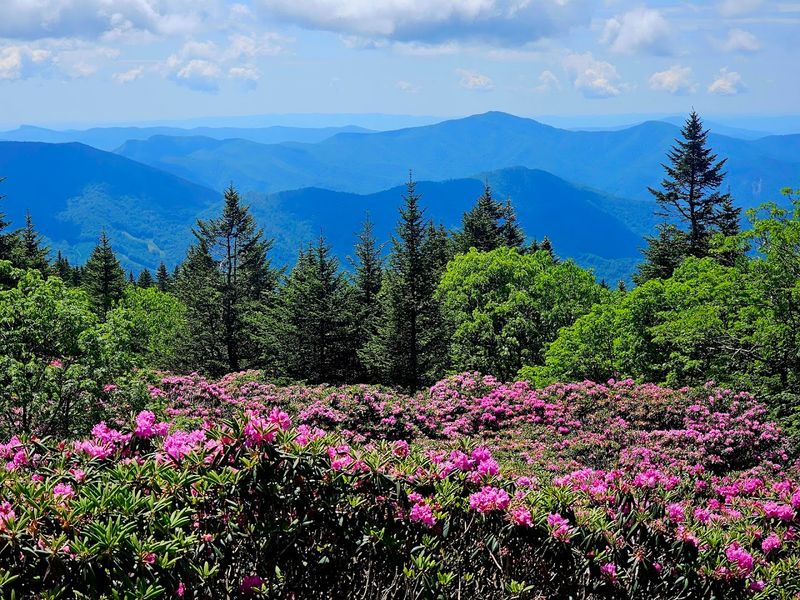 Roan Mountain
