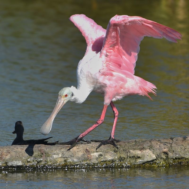 Roseate Spoonbills and Shore Bird Paradise