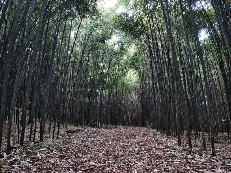 Rutgers Bamboo Forest, East Brunswick