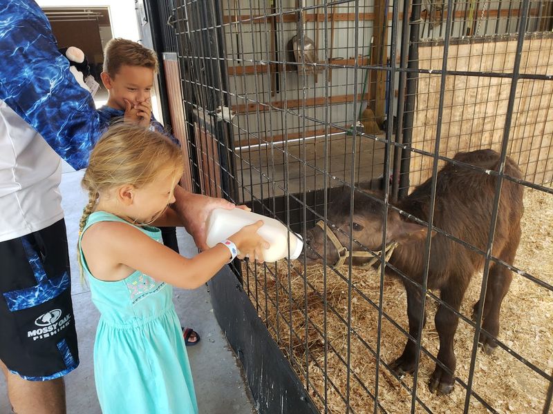 Safari and Animal Encounters Add Something Different Safari and Animal Encounters Add Something Different