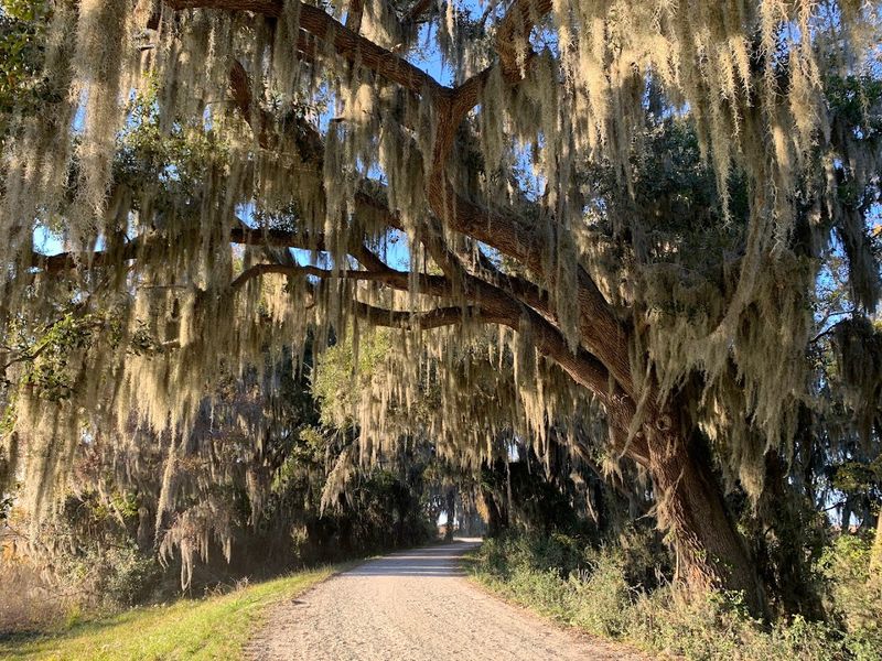 Savannah National Wildlife Refuge (Hardeeville)