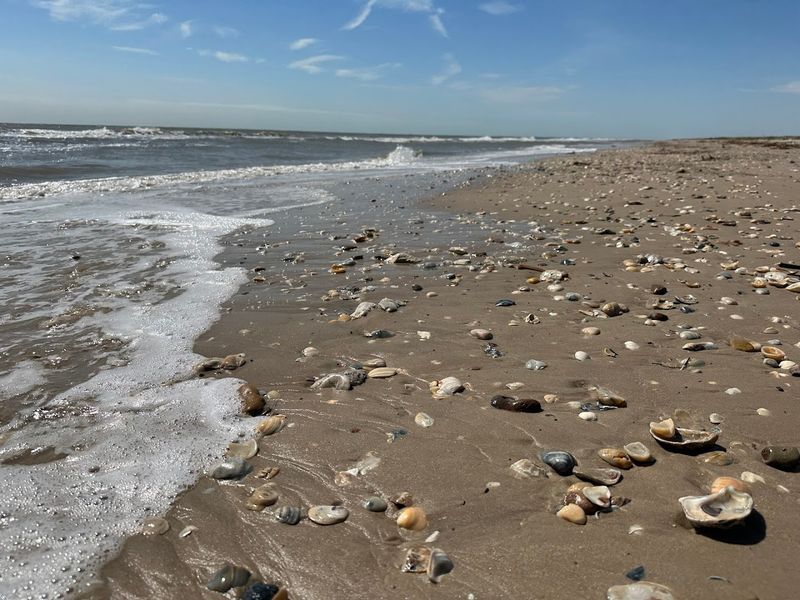 Seashell Paradise for Collectors