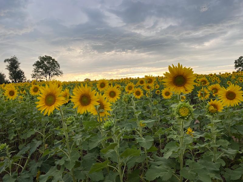 Seasonal beauty with sunflowers, pumpkins, and photo spots Seasonal beauty with sunflowers, pumpkins, and photo spots