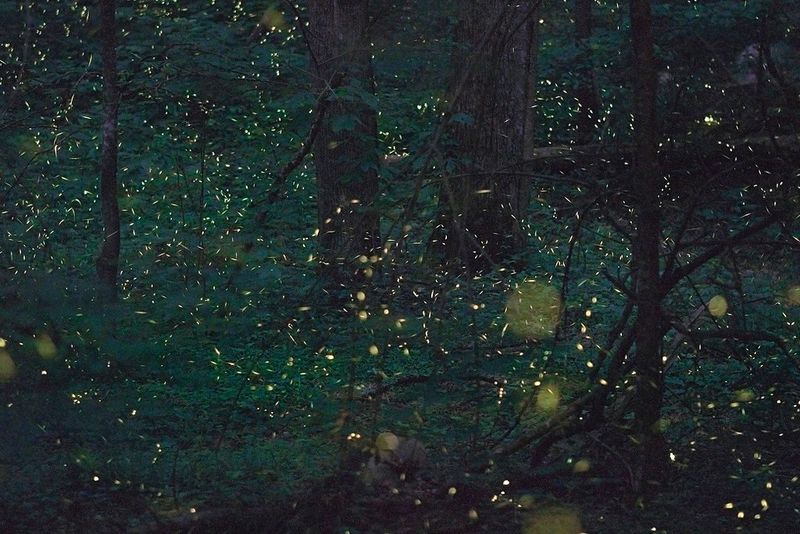 Seeing fireflies light up a summer evening in the backyard