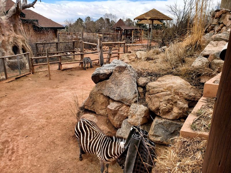 Seeing zebras and other hoofstock up close Seeing zebras and other hoofstock up close