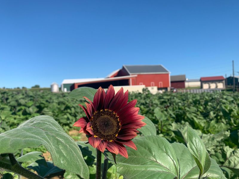 Seiple Farms