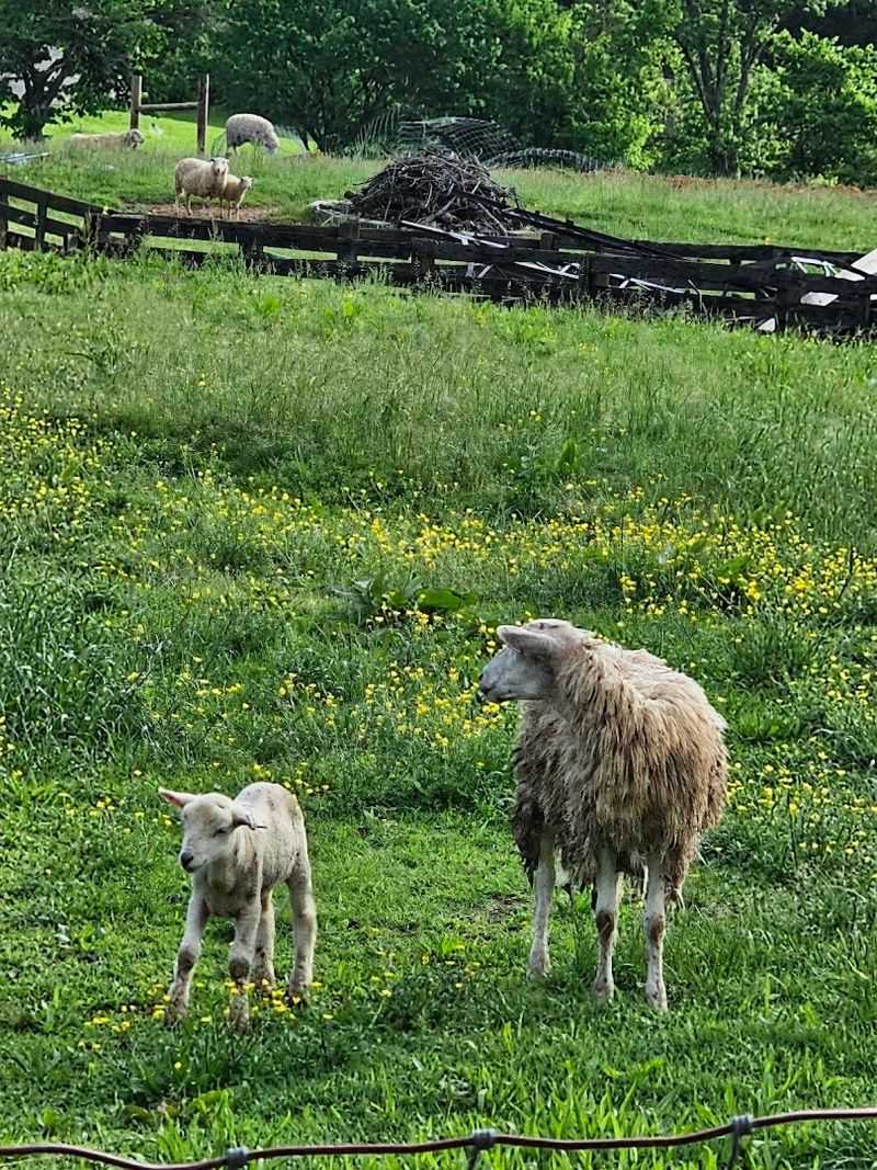 Selah Farm — Strawberry Plains Selah Farm — Strawberry Plains