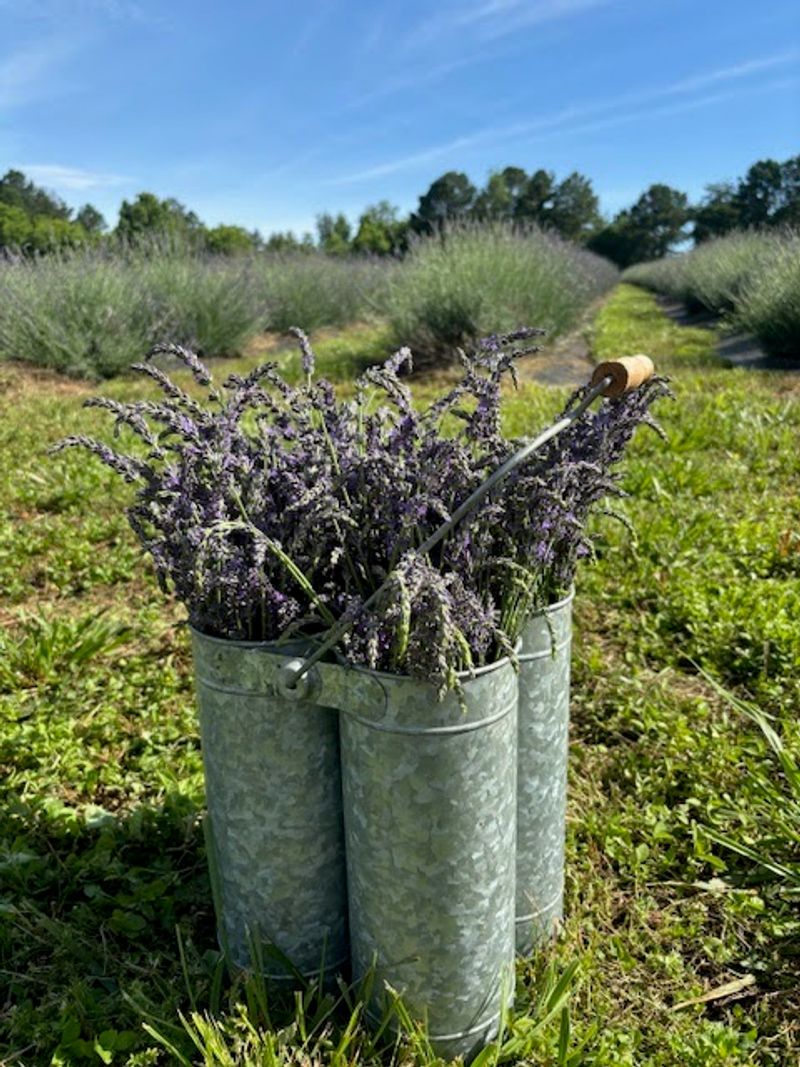 Shabo Lavender Farm — Benton