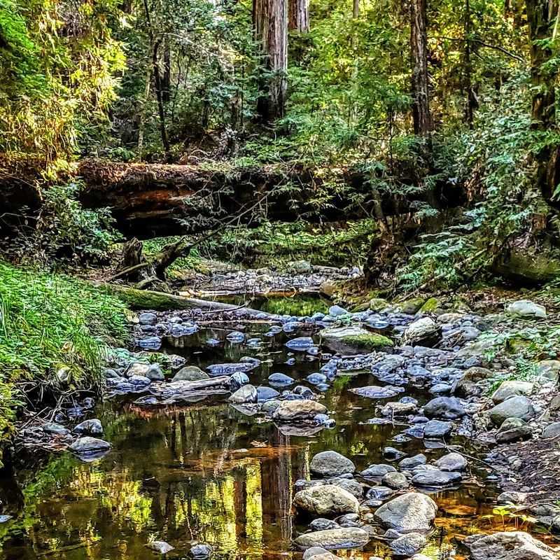 Shade, creeks, and easy forest immersion