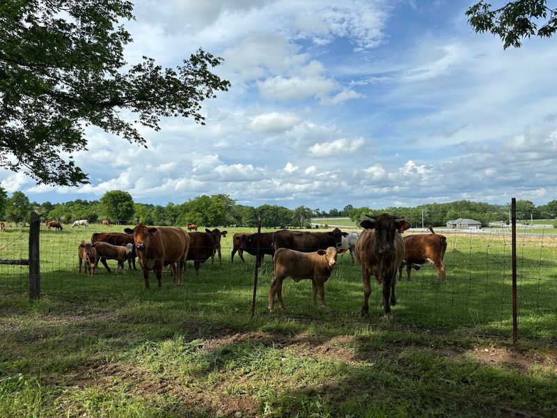 Shelbyville Is an Easy Tennessee Getaway With a One-of-a-Kind Story