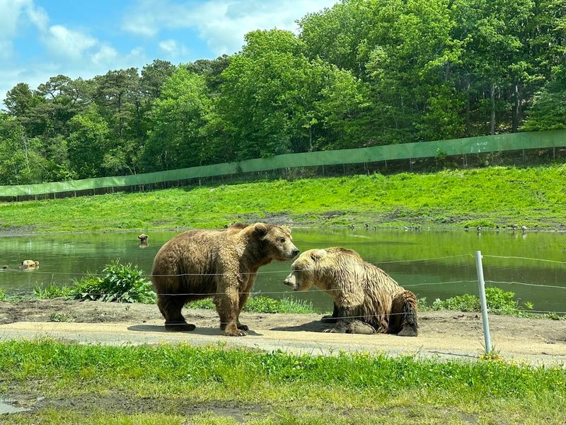 Six Flags Wild Safari in Jackson