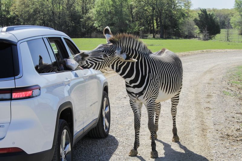 Six-Mile Drive-Through Safari Trail