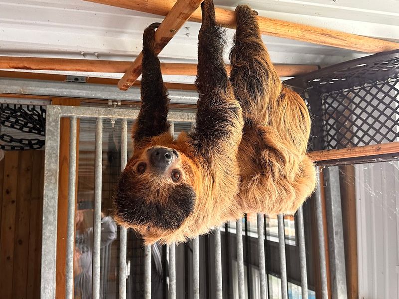 Sloths on the Ceiling and Why That Never Gets Old