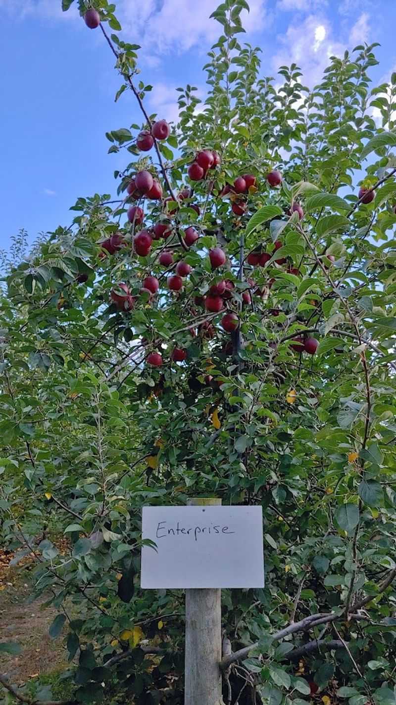 Solebury Orchards